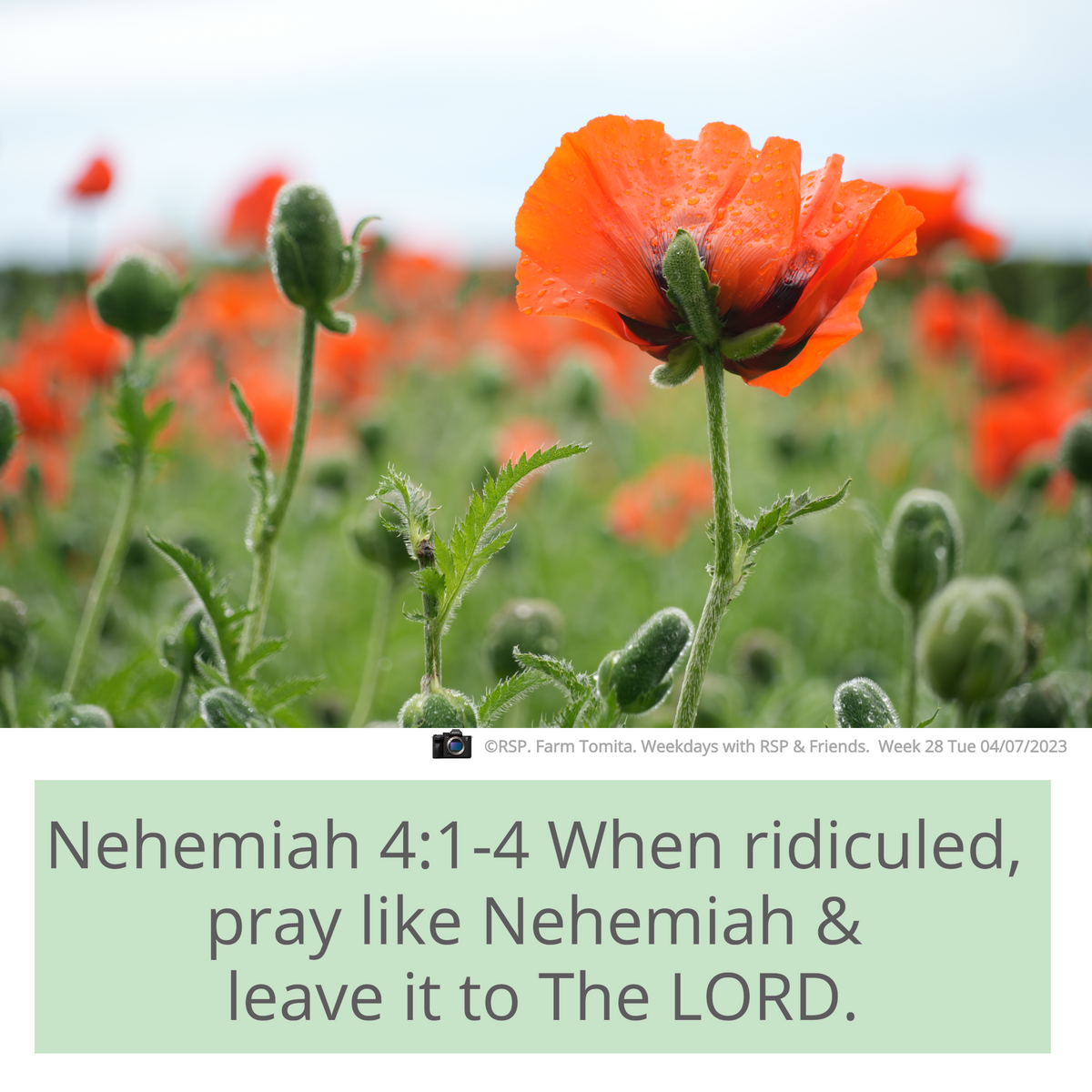 QT: When ridiculed... Nehemiah4:1–4 Week 28: 04/07/2023. Tue