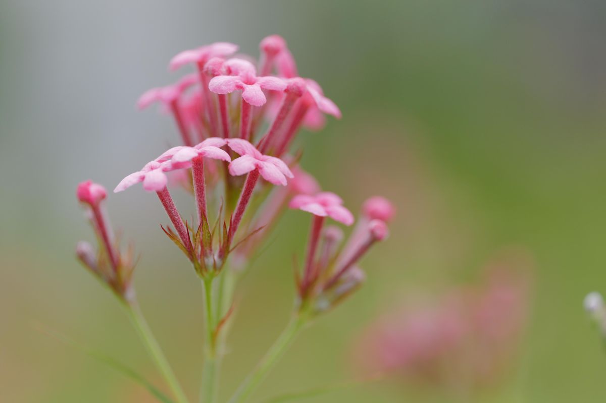 QT 19/11/2025 Wed. Micah 2 “When Power Is Misused” “当权力被滥用时”