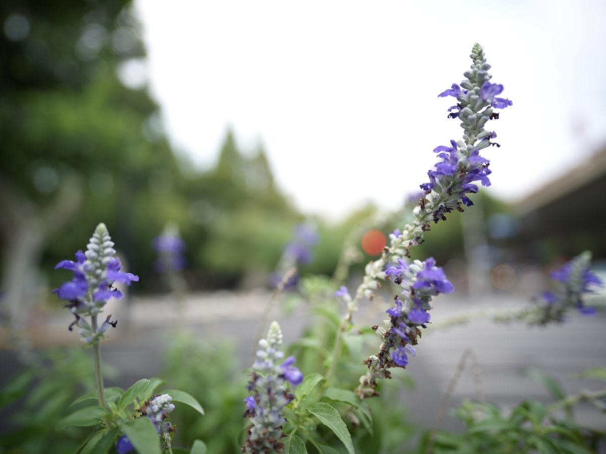 QT 31/10/2025 Fri. Colossians 3:1–11 Set Your Mind on Things Above 心意要专注于天上的事