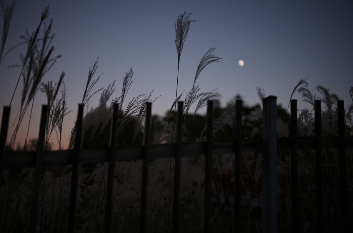 QT 24/11/2025 Mon. Micah 5 The Ruler from Bethlehem — Our Peace and Shepherd 伯利恒的君王——我们的平安与牧者