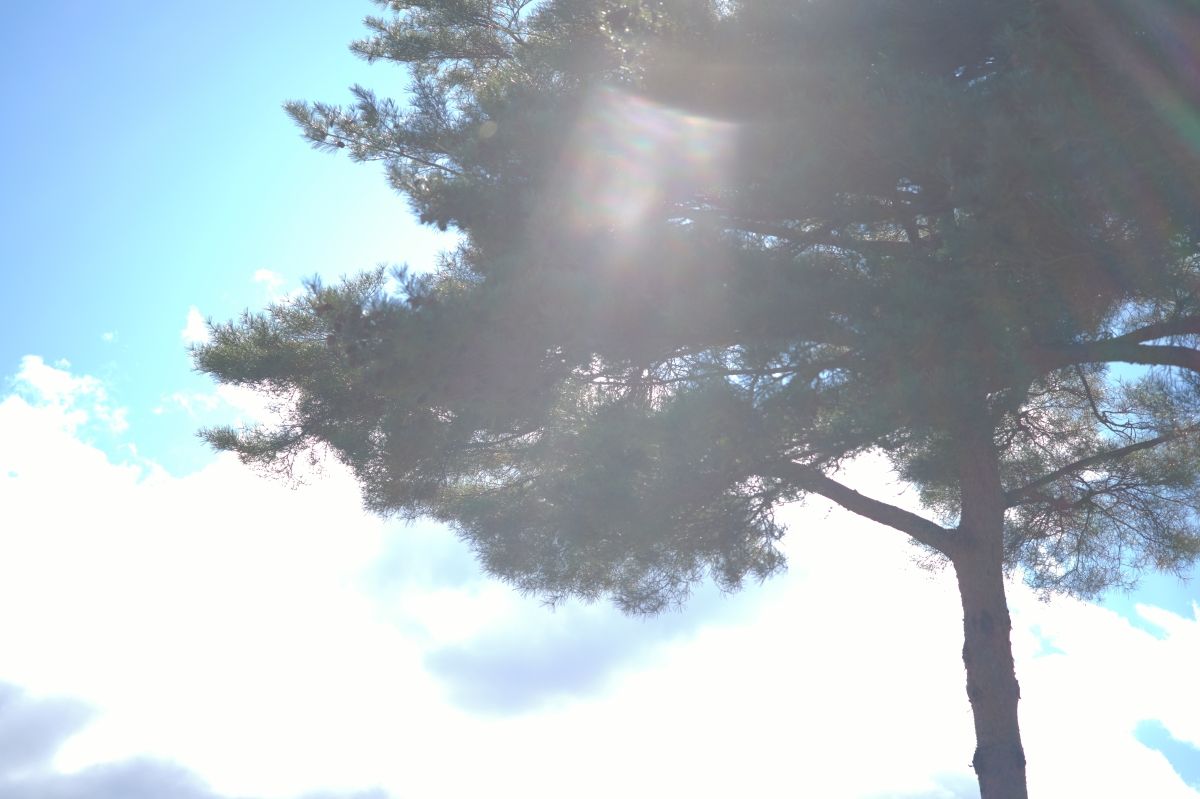 QT 09/12/2025 Tue. Haggai 1 When God is not first, everything else becomes restless. 当神不居首位时，万事便失序。