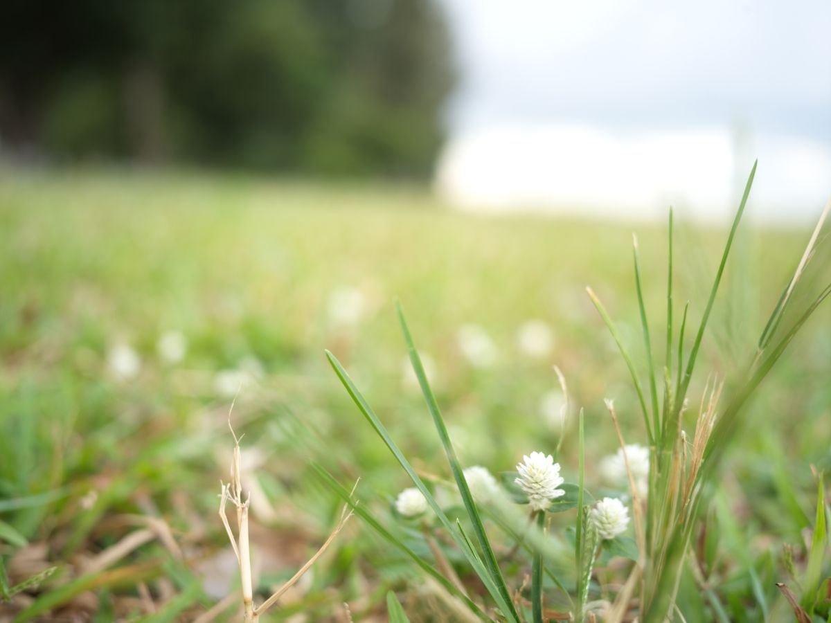 QT 21/12/2025 Sun. Zechariah 9 The Coming King and God's Sovereign Reign 降临的君王与神的至高统治