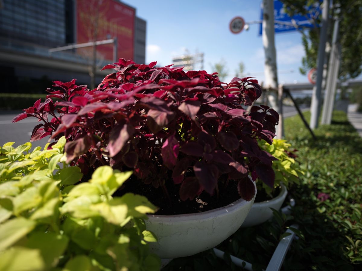 QT 23/01/2026 Fri. John 1:19–34. Aura Building or Being A Witness? The simple & difficult tasks. 建立威望还是作见证？简单与艰难的任务