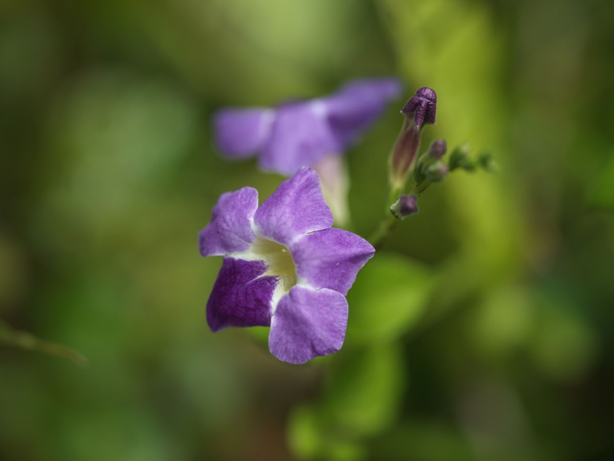 QT 01/02/2026 Sun. Matthew 1. God’s Faithfulness in the Middle of the Mess 混乱中的信实神