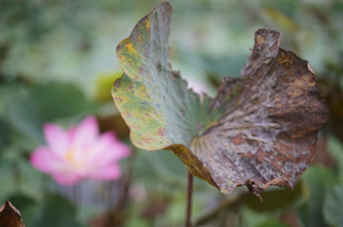 QT 02/02/2026 Mon. Matthew 2 No Room in the Hearts: Then and Now 心无容身处：古今照照