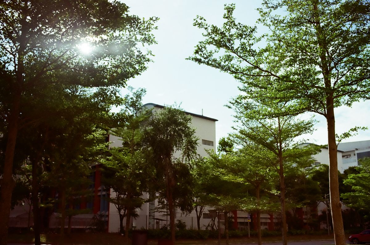 QT 15/02/2026 Sun. Matthew 12. Missing the Wood for the Trees 马太福音 12. 只见树木不见森林