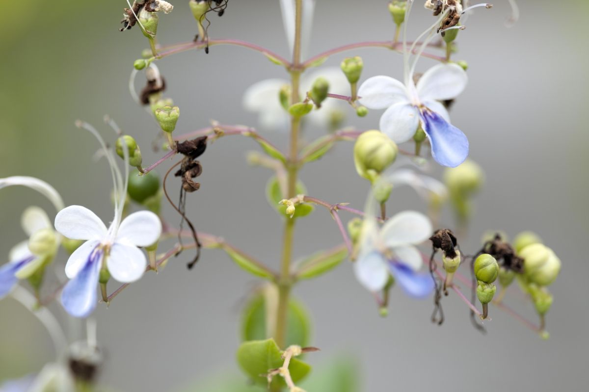 QT 06/02/2026 Fri. John 2:1–12. Wine, Isaiah 25:6–9 and the Glory of Jesus at Cana 酒、以赛亚书 25:6–9 与迦拿婚宴上的耶稣荣耀