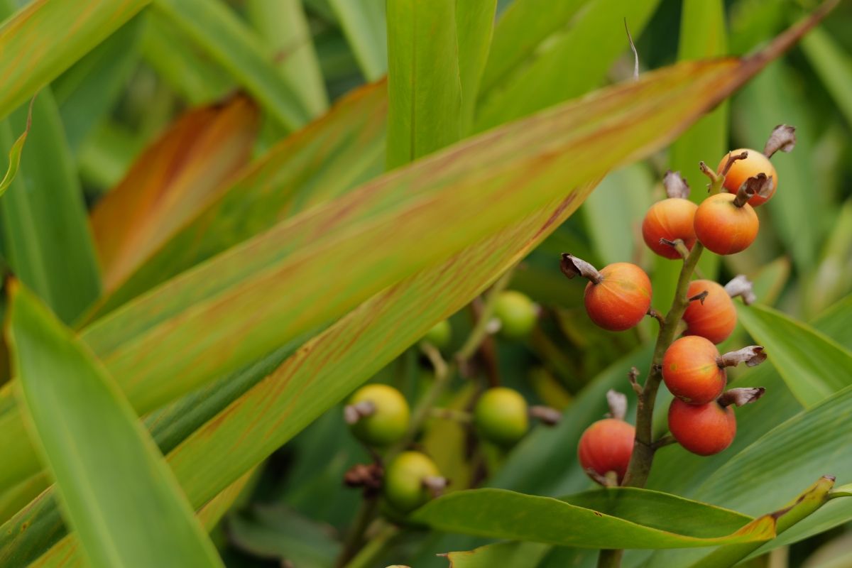 QT 19/03/2026 Thu. Mark 7  “Ephphatha.” Be Opened. Ears and Mouths.  “以法大！” 开了吧。耳朵与嘴巴。