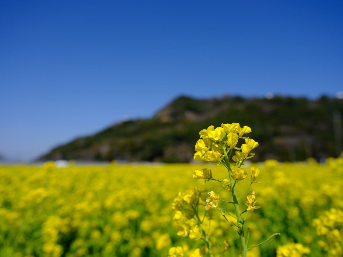 QT 05/04/2026 Sun. Luke 2  The God Who Orchestrates Marvelous Things 成就奇妙之事的上帝