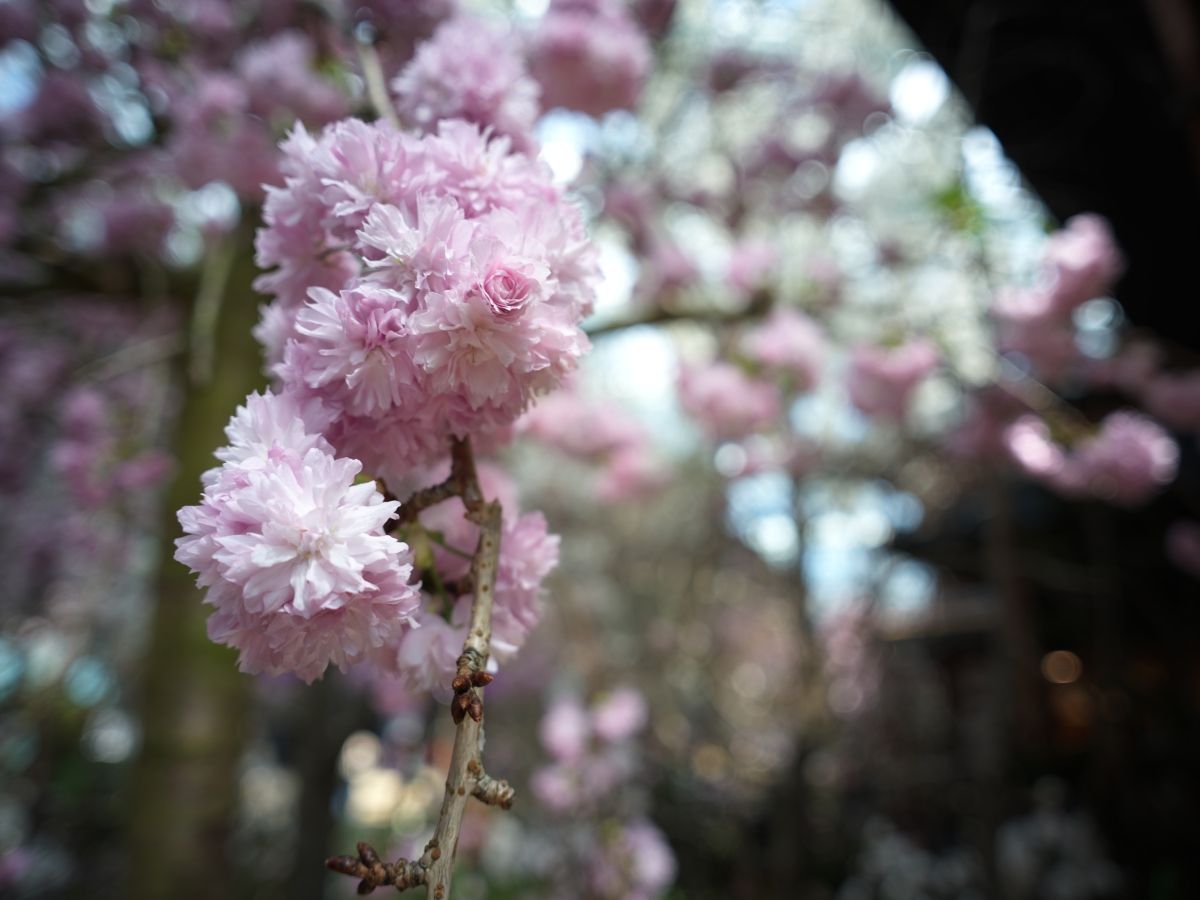 QT 09/04/2026 Thu. Luke 6. Beyond Success: A Better Way to Live in an Upside-Down World  超越成功：在颠倒的世界中更好的生活方式