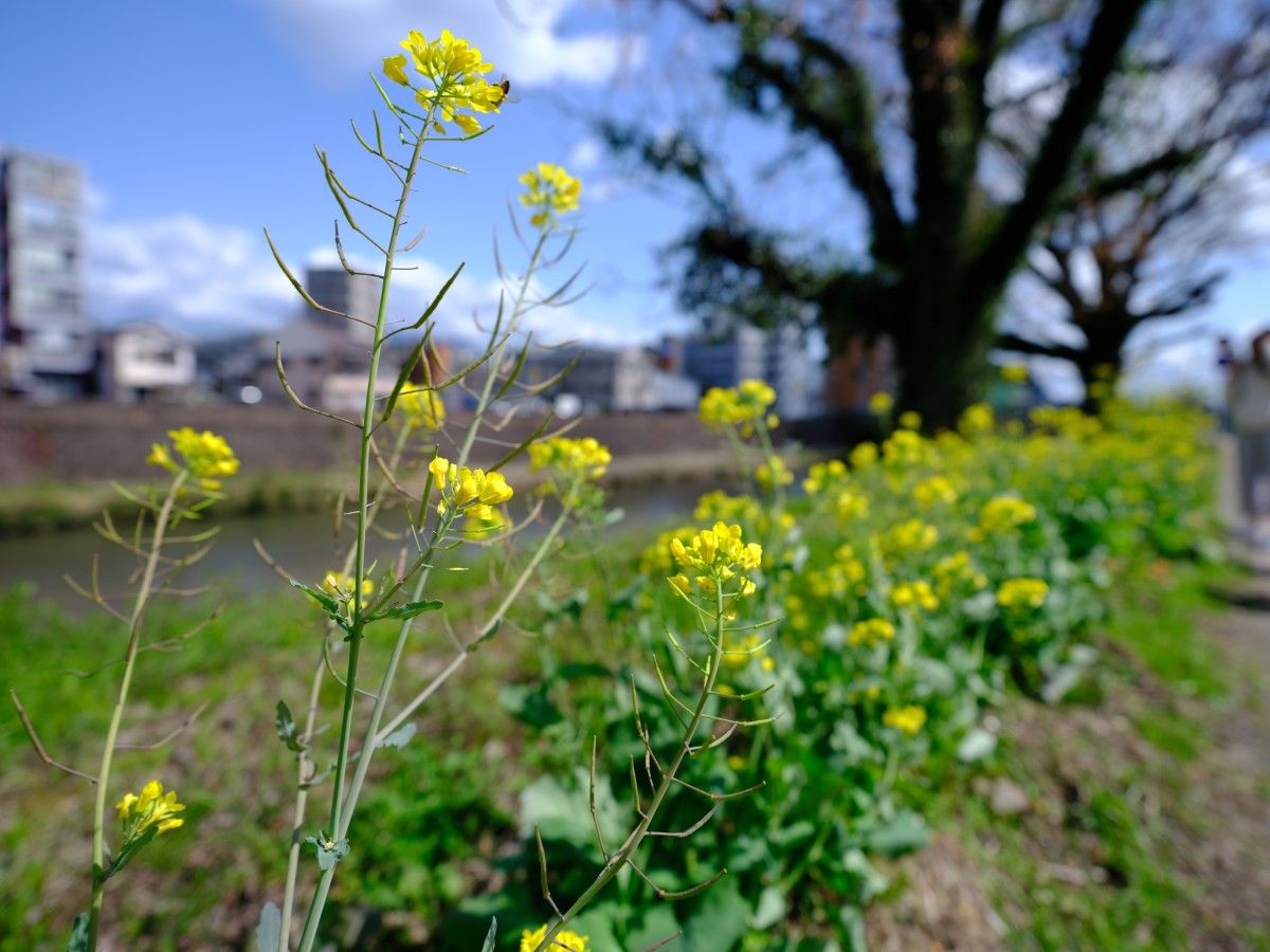 QT 27/04/2026 Mon. Luke 18 Humility, Persistence, and Kingdom Principles 谦卑、坚持与天国原则