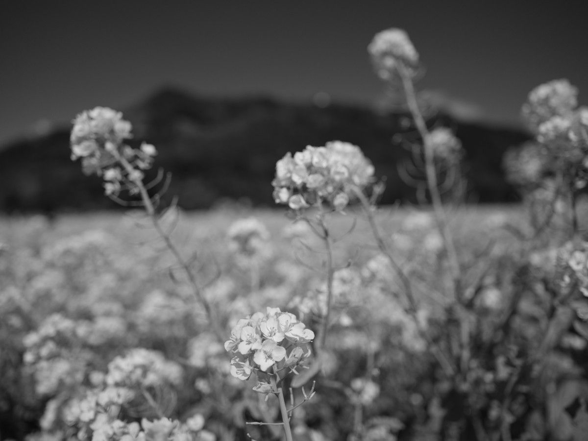 QT 30/04/2026 Thu. Luke 21  Endure, Watch, and Trust the Unshakable Word