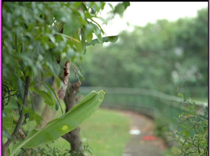 QT 10/06/2025 Tue. Jeremiah 24 Good Figs, Bad Figs: God Sees the Heart. 好无花果，坏无花果： 上帝看透人心。