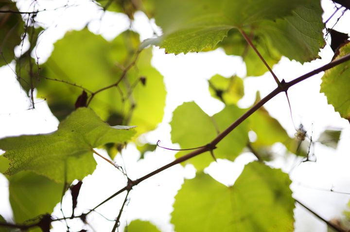 QT 05/08/2025 Tue. Ezekiel 15 The double jeopardy of a burnt vine. 被烧毁的葡萄树的双重危险。