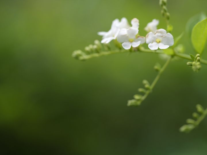 QT 30/01/2026 Fri. John 1:35–51. Responsively Answering the Call of Jesus to Follow 尽快回应耶稣的呼召