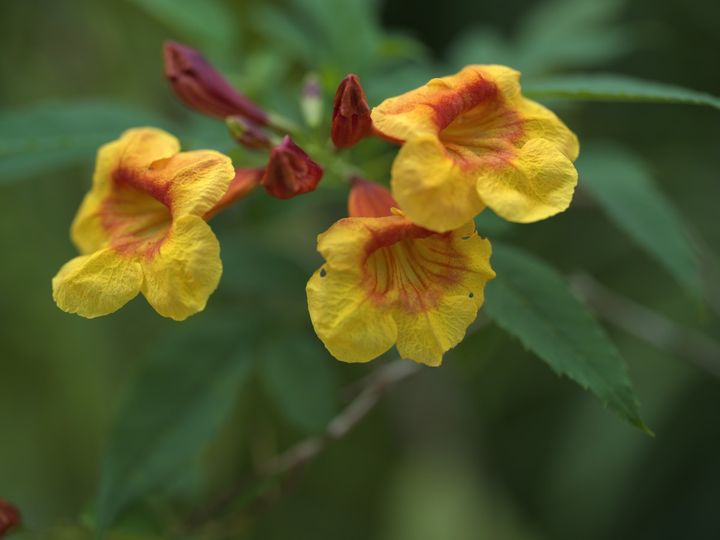 QT 04/02/2026 Wed. Matthew 4. Christ Triumphant in the Wilderness: Priest, Prophet, and King 基督在旷野得胜：祭司、先知与君王