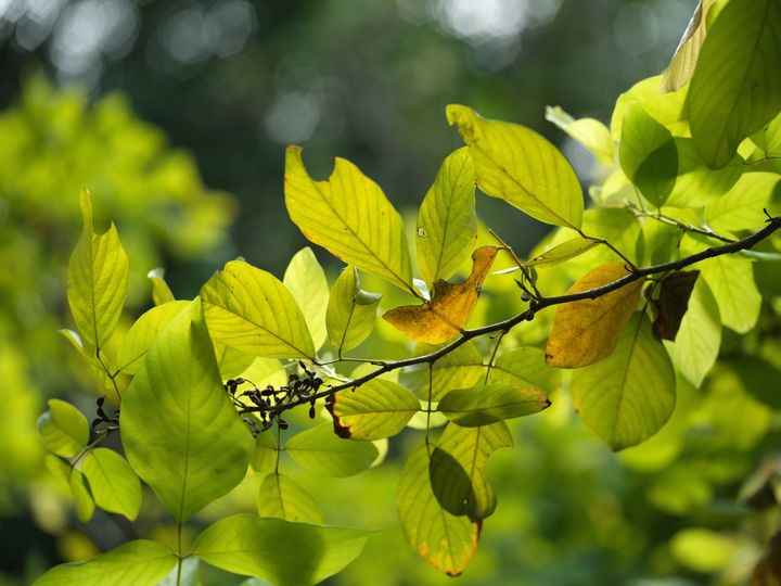 QT 11/02/2026 Wed. Matthew 9. Handicapped Physically, Yet Spiritually Alive 肉体残缺，心灵活泼