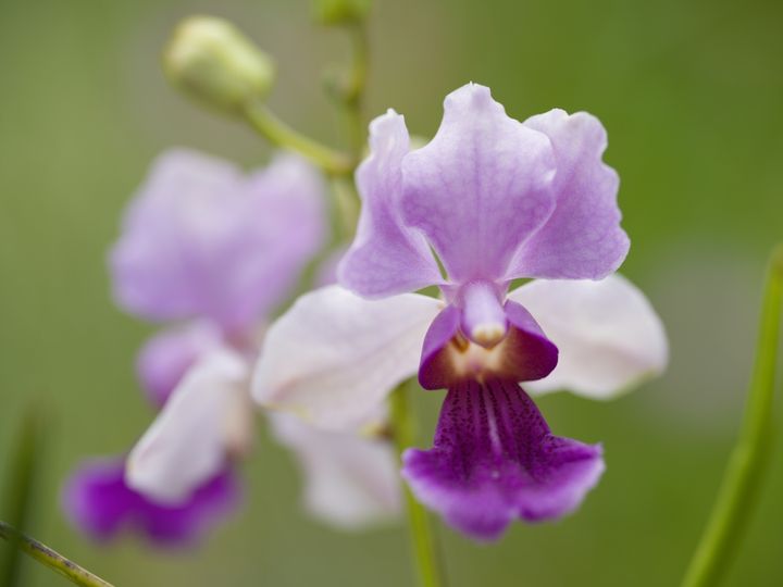 QT 17/02/2026 Tue. New Year, Sing a New Song 新年唱新歌