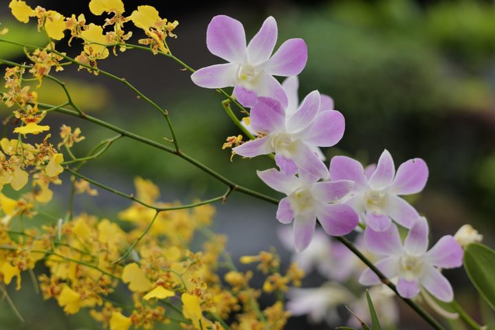 QT 17/03/2026 Tue. Mark 5 Many requests to Jesus. Vastly different outcomes. 多人向耶稣请求，但结果却大相径庭。