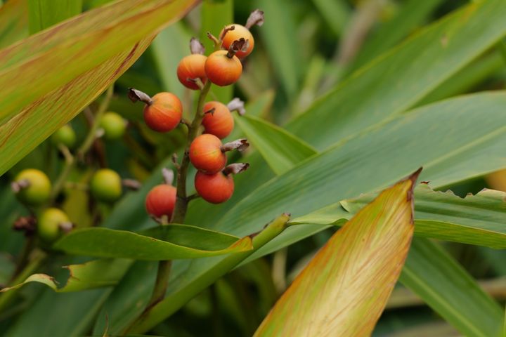 QT 13/04/2026 Mon. Luke 8. Good Soil Isn’t Who You Think. 好土壤并非你所想的那样。