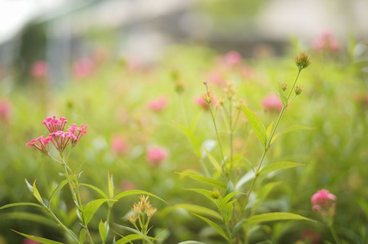 QT 19/05/2026 Tue Acts 10 When God Breaks the Boundaries 当神打破界限