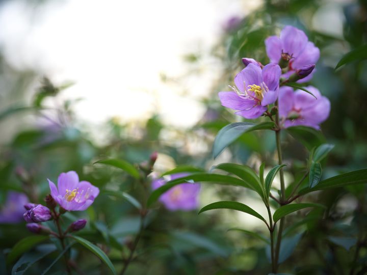 QT 28/08/2026 Fri John 12:1–11 The Fragrance of Devotion and the Danger of Compromise 虔诚的馨香与妥协的危险